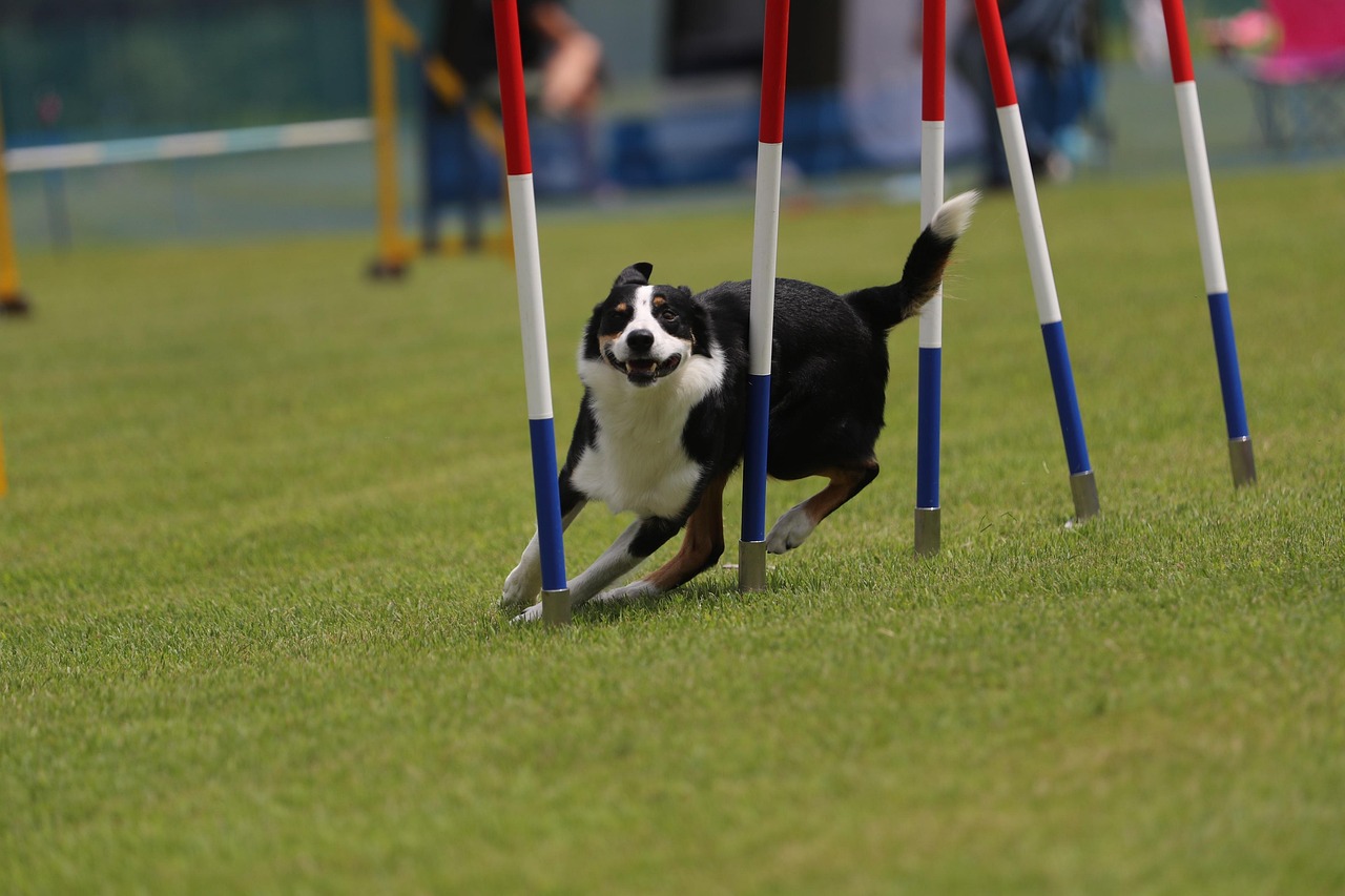 Agility